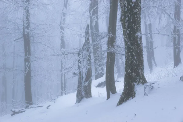 Старый Дубовый Лес Морозом Зимой Туманная Погода — стоковое фото