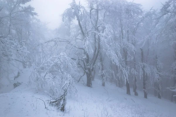 Drzewa Szczycie Góry Ogromnym Mrozem Mglistym Lesie — Zdjęcie stockowe