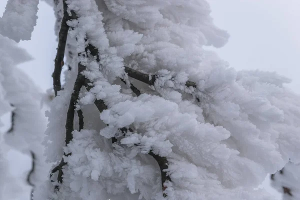 Massive Icing Formed Thin Branch — 스톡 사진