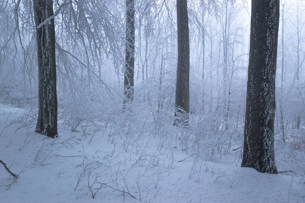 Snowy Las Dębowy Zamarzniętymi Drzewami Mglistej Pogodzie — Zdjęcie stockowe