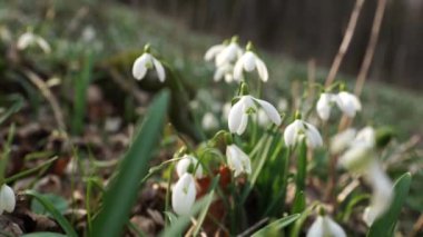 İlkbaharda çiçek açar ormandaki beyaz kardelen çiçekleri