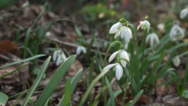 Primavera Florecen Las Flores Blancas Las Gotas Nieve Bosque — Vídeo de stock