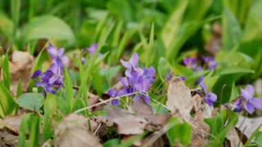 İlkbaharda açan menekşeler ormandaki çiçekler yeşil arka planda.