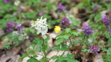 İlkbaharda orman uyanır, beyaz ve mor çiçekler açar..