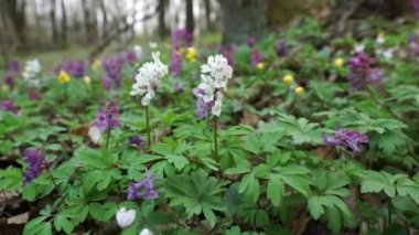 İlkbaharda orman uyanır, beyaz ve mor çiçekler açar..