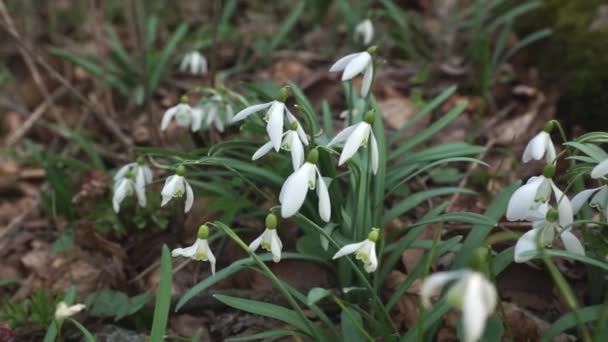 Primavera Florecen Las Flores Blancas Las Gotas Nieve Bosque — Vídeos de Stock