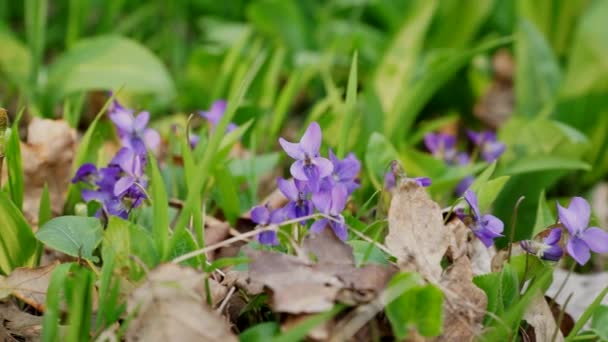Flor Primavera Flores Violetas Floresta Com Fundo Verde — Vídeo de Stock