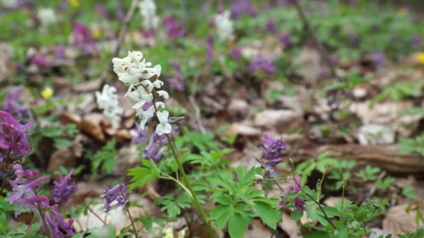 Primavera Bosque Despierta Florecen Flores Blancas Púrpuras — Vídeo de stock