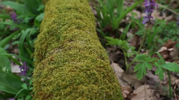 Tronco Velho Árvore Encontra Chão Coberto Com Musgo Verde Floresta — Vídeo de Stock