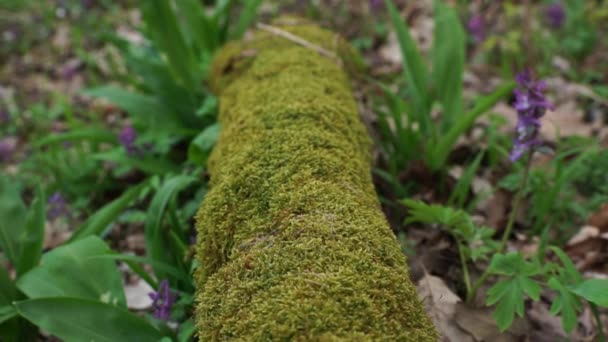 Vieux Tronc Arbre Trouve Sur Sol Est Recouvert Mousse Verte — Video