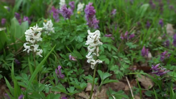 Primavera Bosque Despierta Florecen Flores Blancas Púrpuras — Vídeo de stock