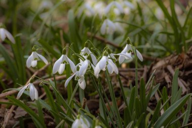 İlkbaharda çiçek açar ormandaki beyaz kardelen çiçekleri