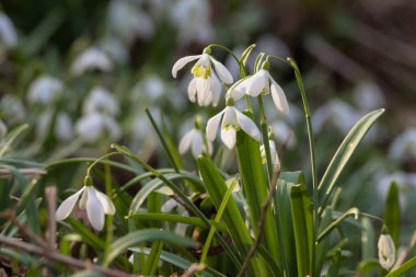 İlkbaharda çiçek açar ormandaki beyaz kardelen çiçekleri