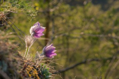 Pulsatilla 'nın doğal ortamda korunan çiçekleri..