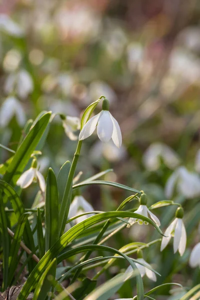 Весной Цветут Белые Подснежники Лесу — стоковое фото