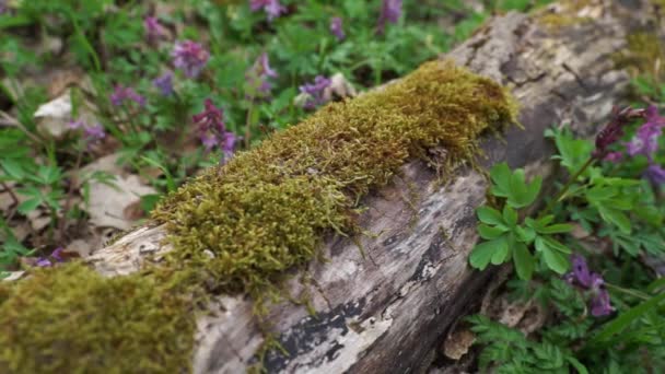 一棵老树干躺在地上 花丛中的森林里长满了绿色的苔藓 — 图库视频影像