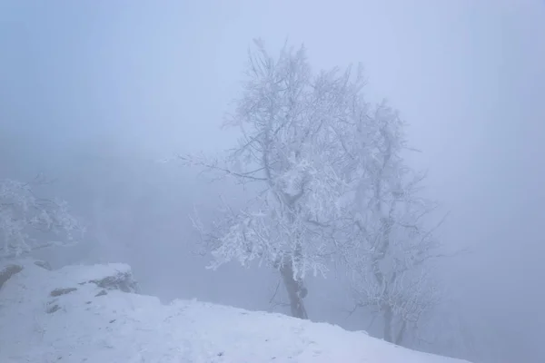 Árboles Cima Montaña Con Heladas Masivas Bosque Brumoso — Foto de Stock