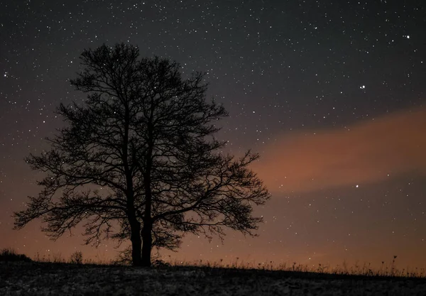 Ein Baum Steht Horizont Und Ein Nachthimmel Mit Sternen Hintergrund — Stockfoto
