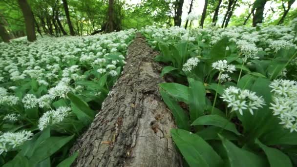 Blühender Bärlauch Frühlingswald Und Ein Alter Baumstamm Liegt Auf Dem — Stockvideo