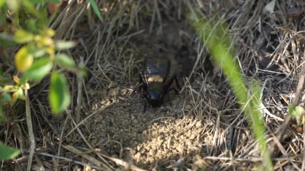 Campo Cricket Gryllus Campestris Frente Madriguera Canta Entorno Natural — Vídeo de stock