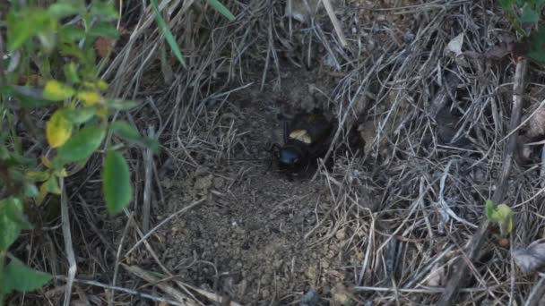 Campo Cricket Gryllus Campestris Frente Madriguera Canta Entorno Natural — Vídeo de stock