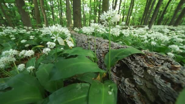 春天的森林里盛开着大蒜 地上长满了蘑菇的老树干 — 图库视频影像