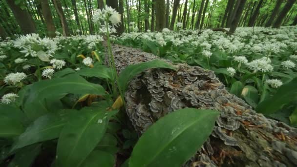 Ajo Oso Floreciente Bosque Primavera Tronco Árbol Viejo Cubierto Setas — Vídeo de stock