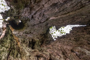 İçeriden içi boş bir ağaç gövdesi