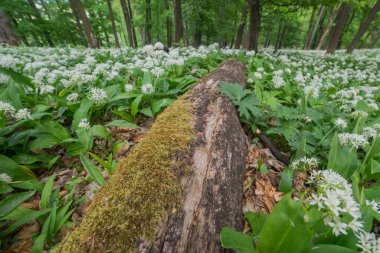 Bahar ormanında çiçek açan ayı sarımsağı ve yerde eski bir yosun kaplı ağaç gövdesi var..