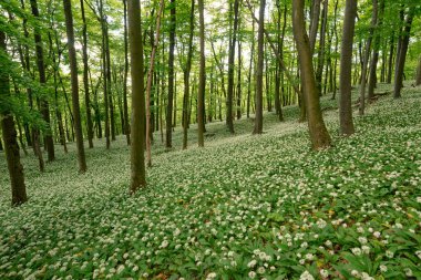 Bahar ormanı çiçek açan ayılarla dolu ağaçlar arasında sarımsak.