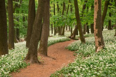Bir peri masalı yolu, bir yürüyüş yolu ilkbahar ormanında çiçek açan bir ayı sarımsağı boyunca uzanır..