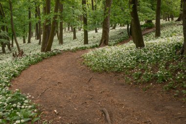 Bir peri masalı yolu, bir yürüyüş yolu ilkbahar ormanında çiçek açan bir ayı sarımsağı boyunca uzanır..