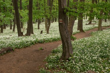 Bir peri masalı yolu, bir yürüyüş yolu ilkbahar ormanında çiçek açan bir ayı sarımsağı boyunca uzanır..