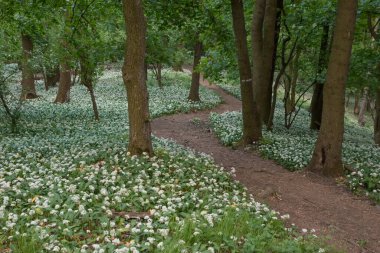 Bir peri masalı yolu, bir yürüyüş yolu ilkbahar ormanında çiçek açan bir ayı sarımsağı boyunca uzanır..