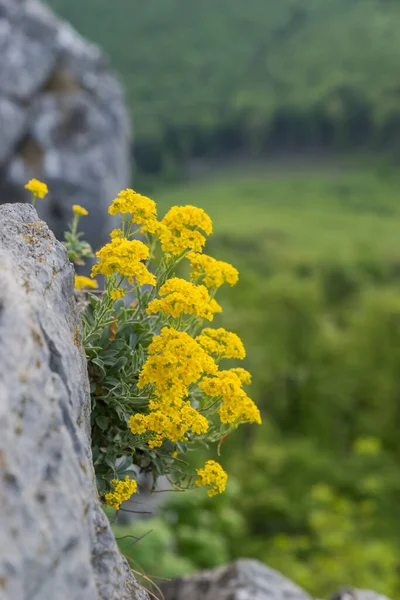 Την Άνοιξη Κίτρινα Λουλούδια Φυτρώνουν Στα Βράχια Ένα Φυσικό Περιβάλλον — Φωτογραφία Αρχείου
