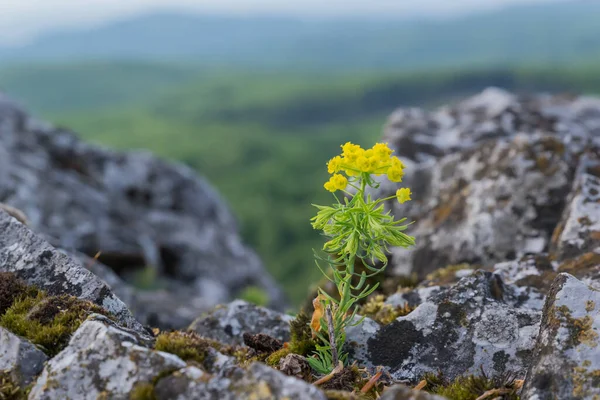 Primavera Flor Amarilla Crece Las Rocas Entorno Natural Parque Nacional — Foto de Stock