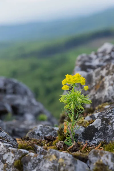 Primavera Flor Amarilla Crece Las Rocas Entorno Natural Parque Nacional — Foto de Stock