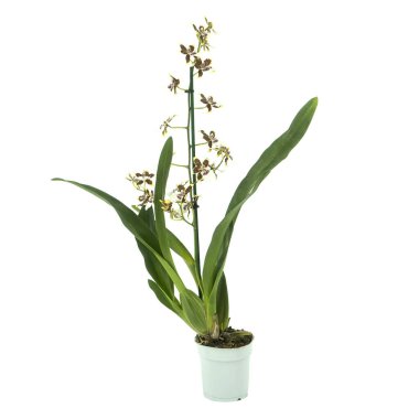 Phalaenopsis orkidesi beyaza izole edilmiş.