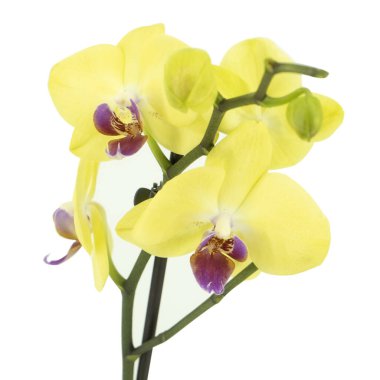 Phalaenopsis orkide çiçeği beyaz renkte izole edilmiş.