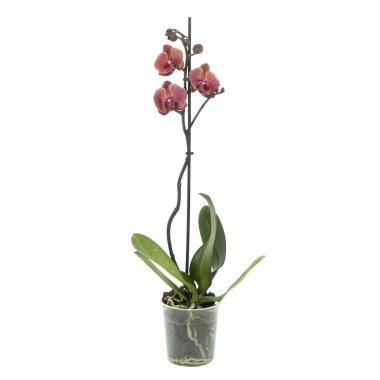 Phalaenopsis orkide çiçeği beyaz renkte izole edilmiş.