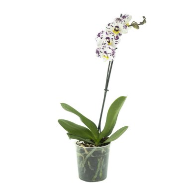 Phalaenopsis orkide çiçeği beyaz renkte izole edilmiş.
