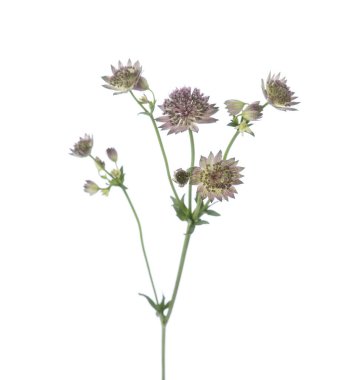 Astrantia 'nın güzel dalları izole edilmiş.