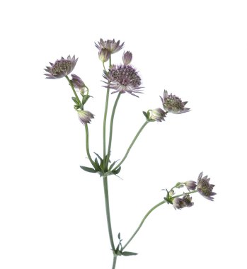 Astrantia 'nın güzel dalları izole edilmiş.