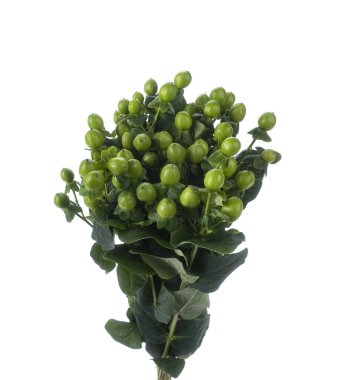 Hypericum fabrikasının şubesi izole edildi