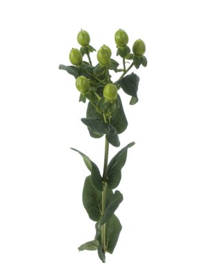 Hypericum fabrikasının şubesi izole edildi