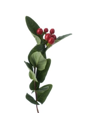 Hypericum fabrikasının şubesi izole edildi