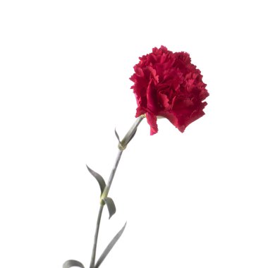 Güzel, hassas çiçek Dianthus 9 yalnız kalabilir.