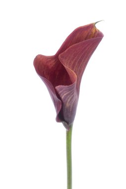 Bir Calla çiçeği beyaz yalıtılmış
