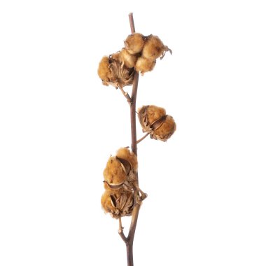 Güzel Yumuşak Pamuk sapı izole