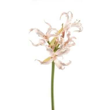 Nerine 'in güzel şubesi izole edilmiş